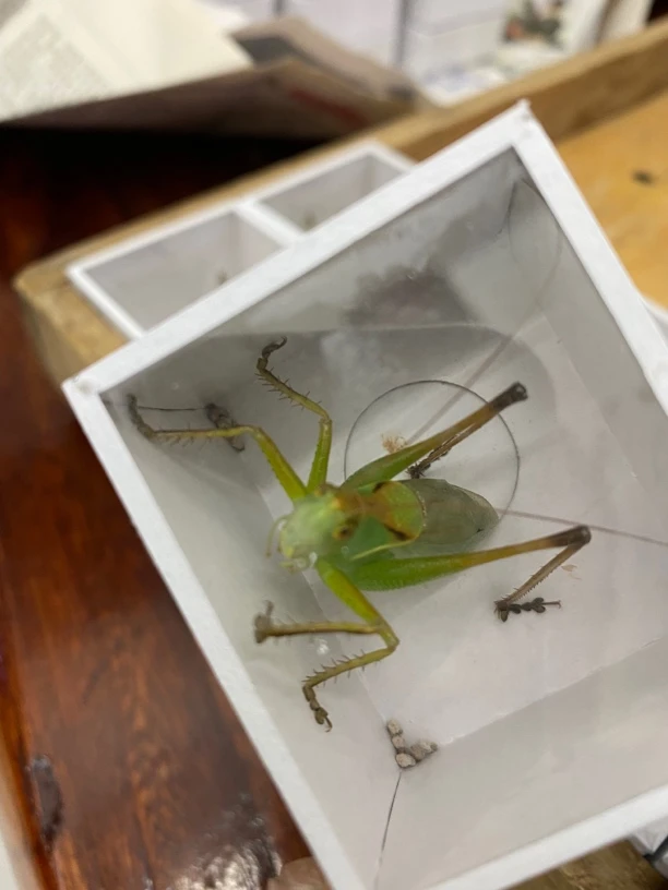 扎嘴鼓翅鸣螽明信片精美包装盒