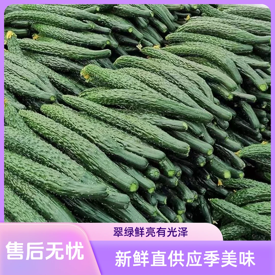 黄瓜新鲜小黄瓜!带刺黄瓜水果黄瓜原产地批发福建漳州现摘包邮