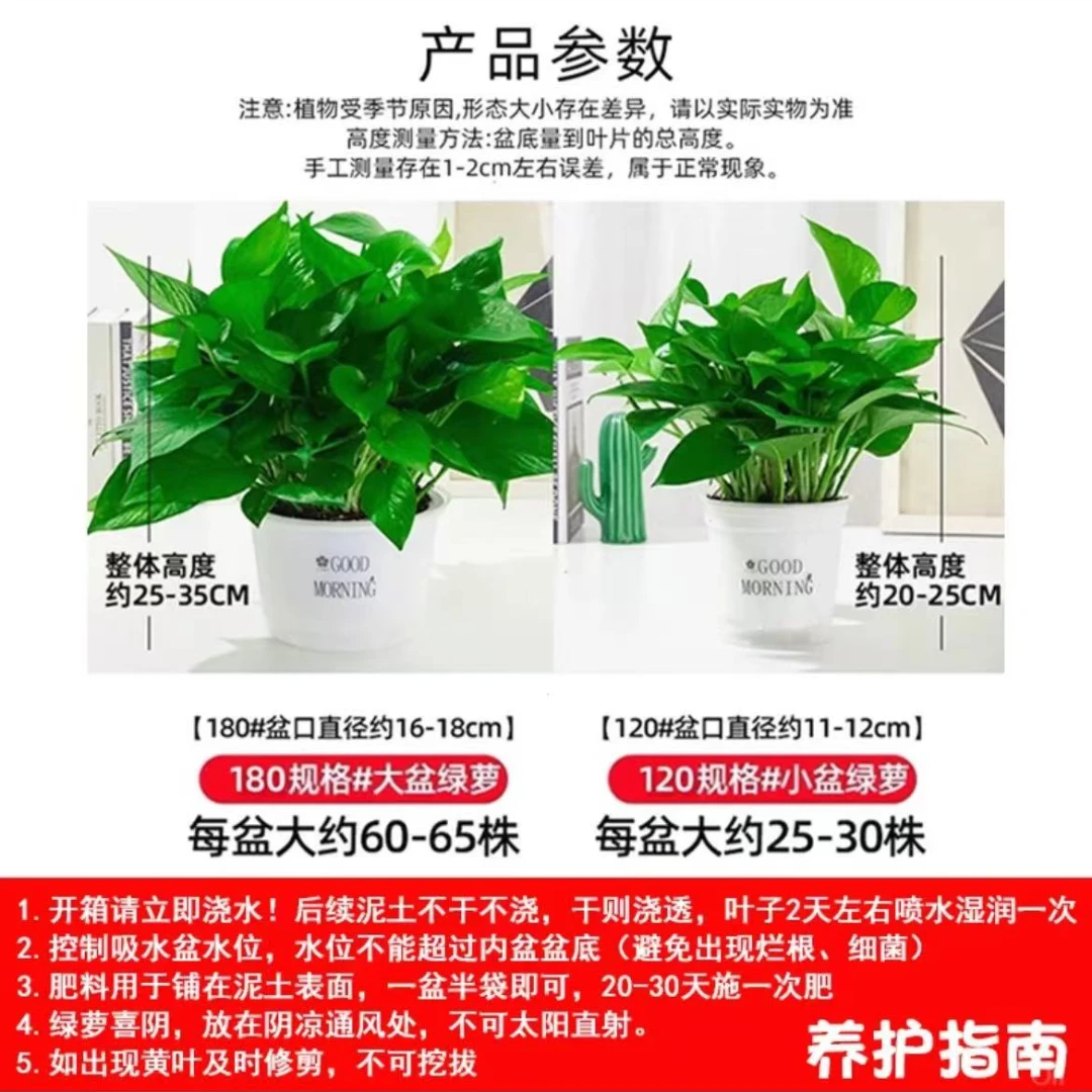 绿萝盆栽室内好养吸除甲醛净化空气植物绿植花卉大盆