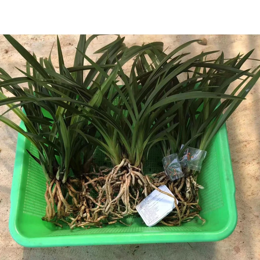翁源兰花浓香型直播间一物一拍