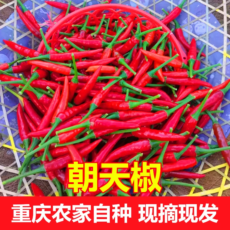 朝天椒重庆酉阳小米椒现摘新鲜辣椒天然不打药特红辣椒1500g包邮