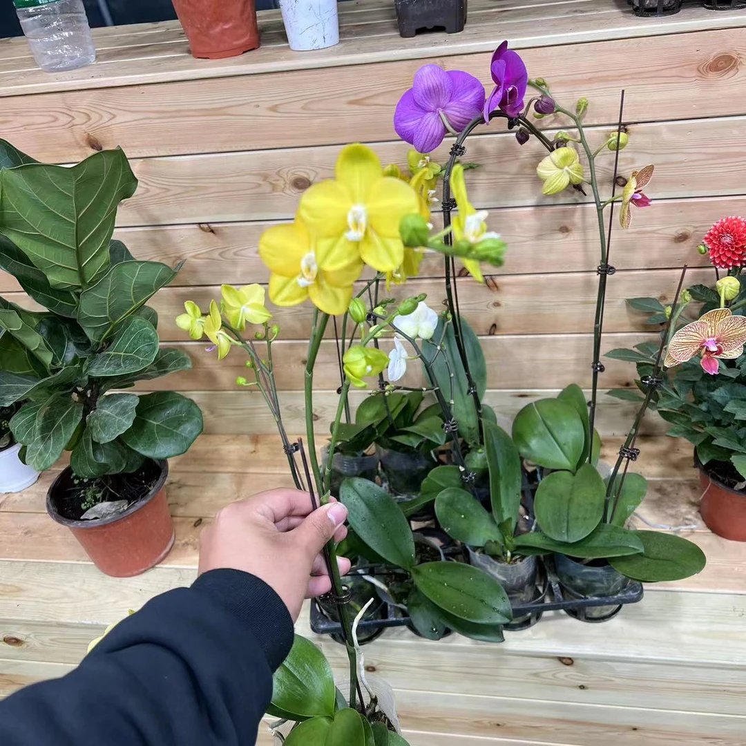 【拍一发二】高品蝴蝶兰（吉祥如意）带花苞发货（以直播间为准）