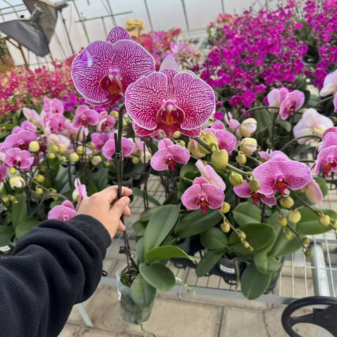 【小陈】蝴蝶兰（大豹斑）单花剑带花带花苞