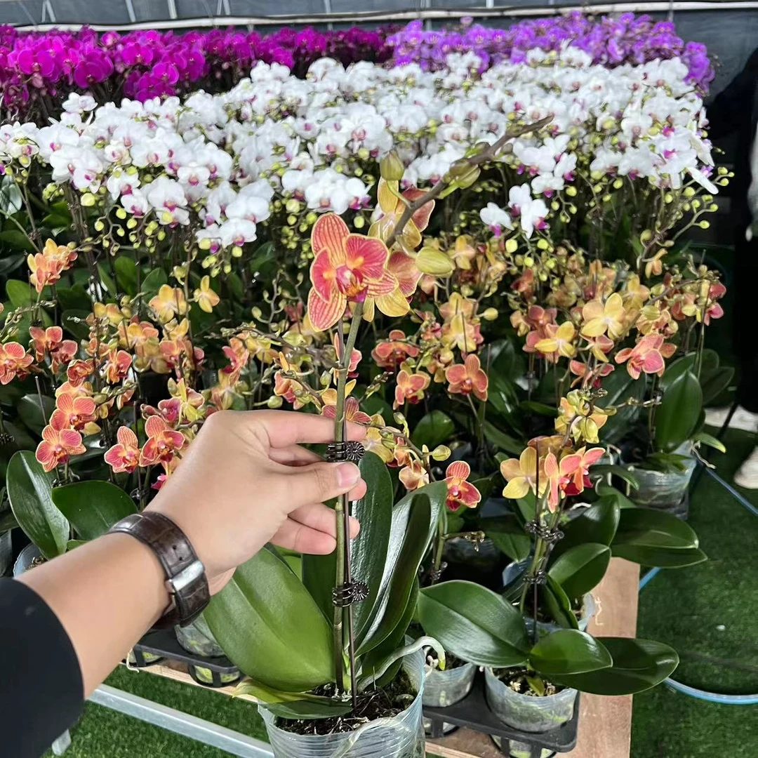 【小陈】高品质（日升）蝴蝶兰带花带花苞