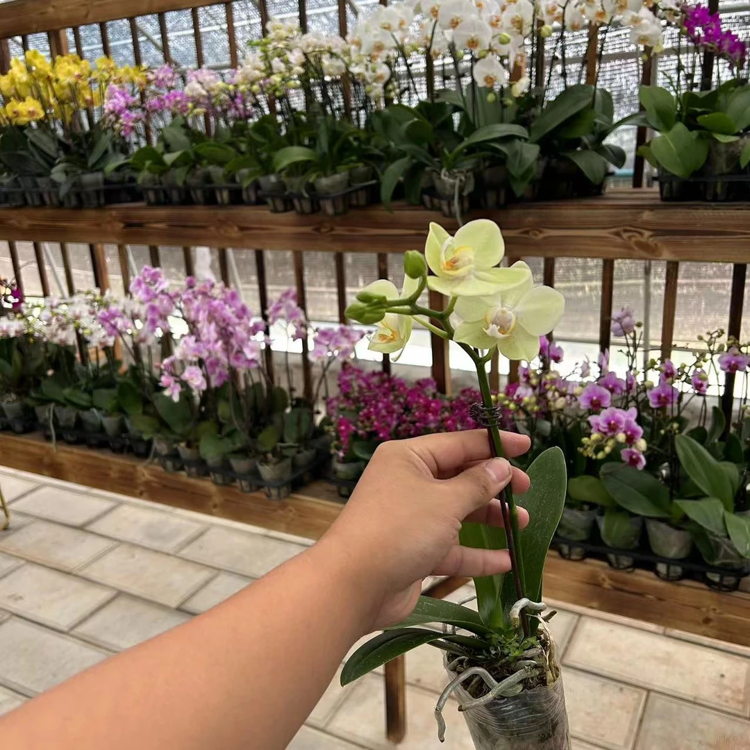 【小陈】蝴蝶兰双花剑（绿水晶）带花发货