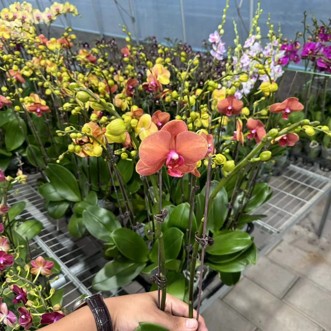 【小陈】蝴蝶兰好货（金桔）双花剑带花发货