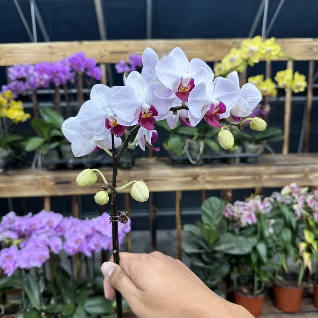 【小陈】选美第一蝴蝶兰（貂蝉）单花剑带花苞发货