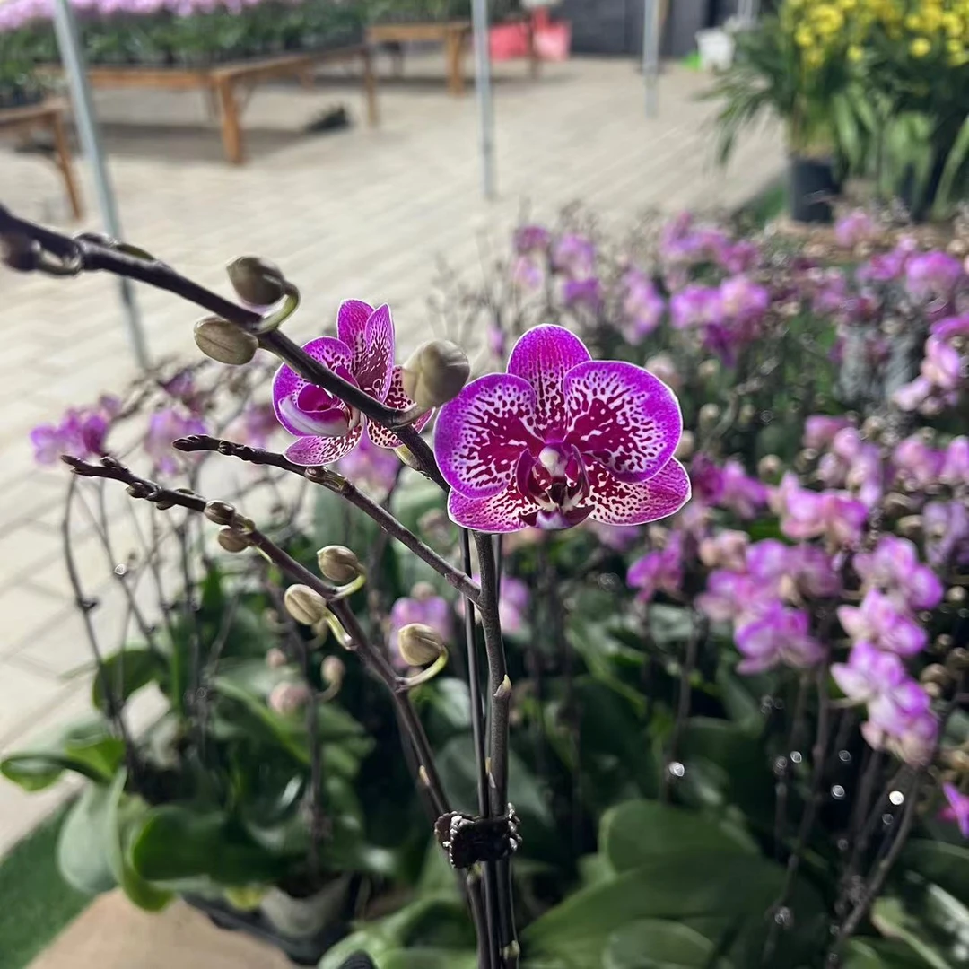 【小陈】蝴蝶兰（小孔雀）带花带花苞发货
