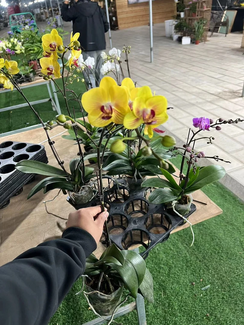 【小陈】（金公主）蝴蝶兰双花剑带花带花苞发货