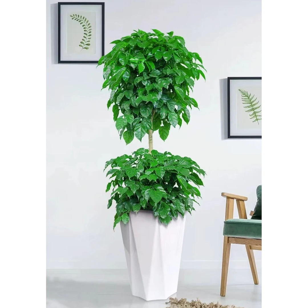 大型双层幸福树1.3~1.4米绿宝平安树室内室外好养绿植盆栽吸甲醛