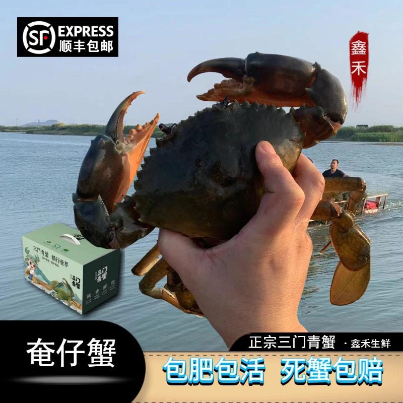 三门青蟹【奄仔蟹】 小公蟹 处子蟹 小娘蟹 肉蟹水产小母蟹鲜活包肥