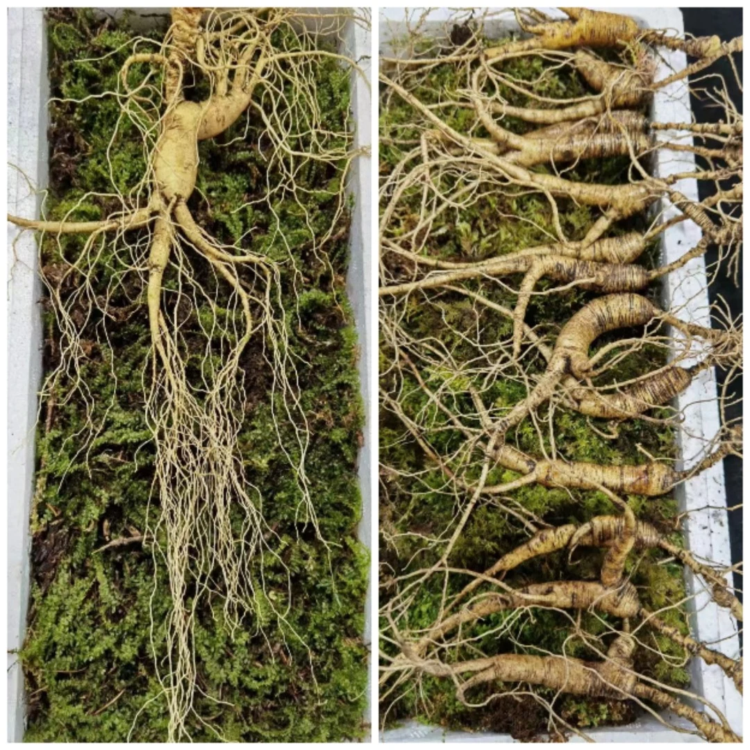 长白山土特产,生鲜根茎类,一物一拍以实物为准,30g改价链接