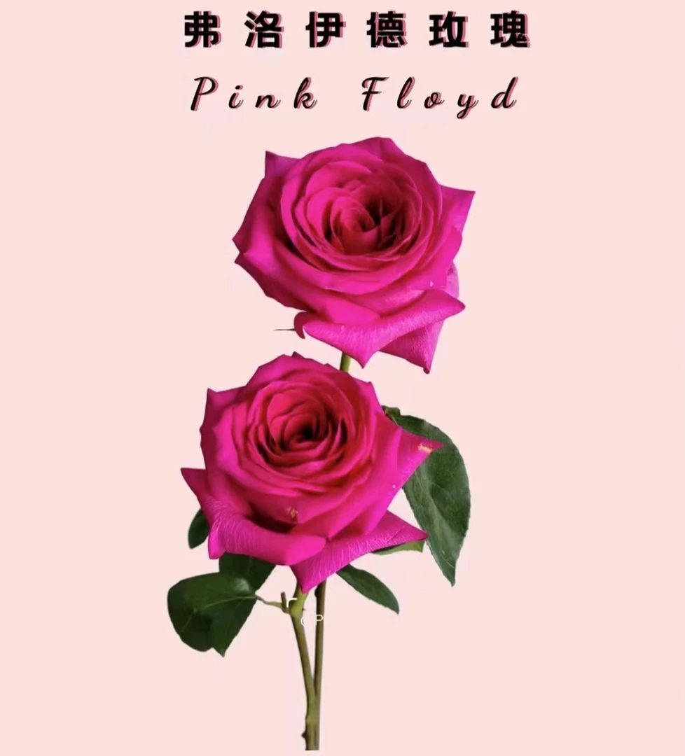 【弗洛伊德】盆栽阳台观赏植物一年四季开花长花期