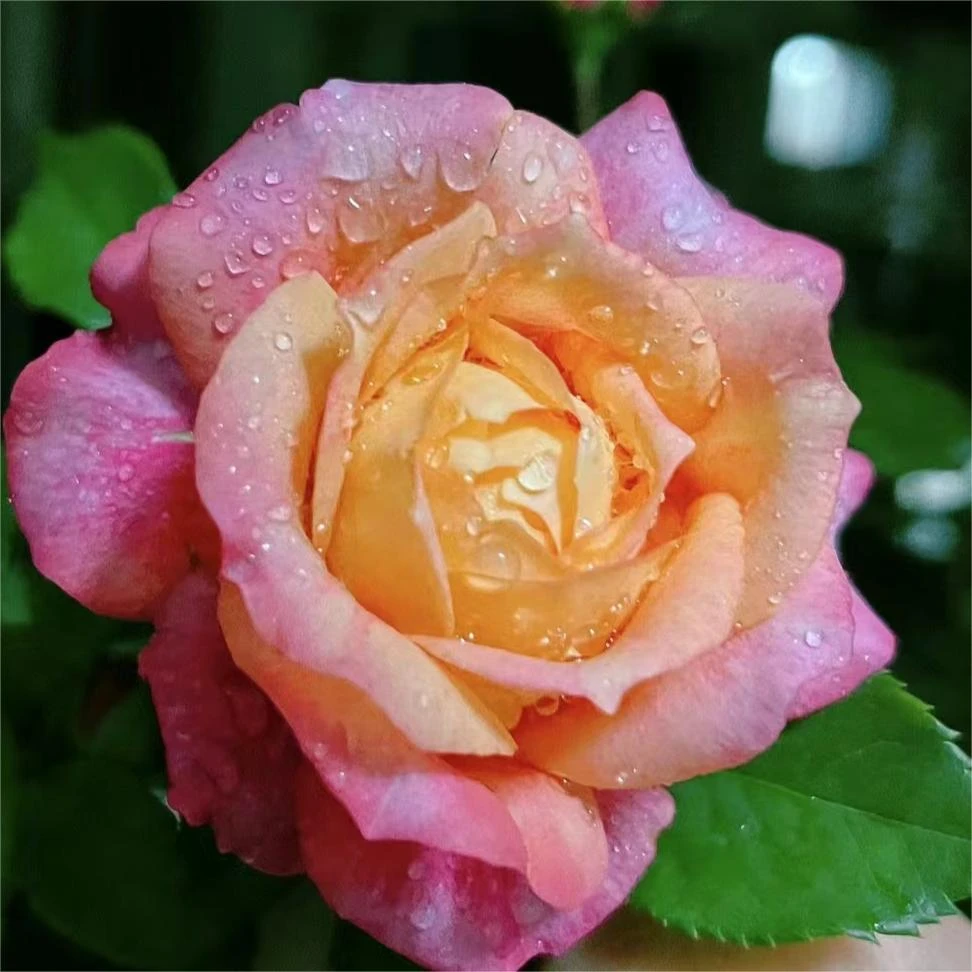 【大花美人】大花浓香型盆栽阳台观赏植物长花期