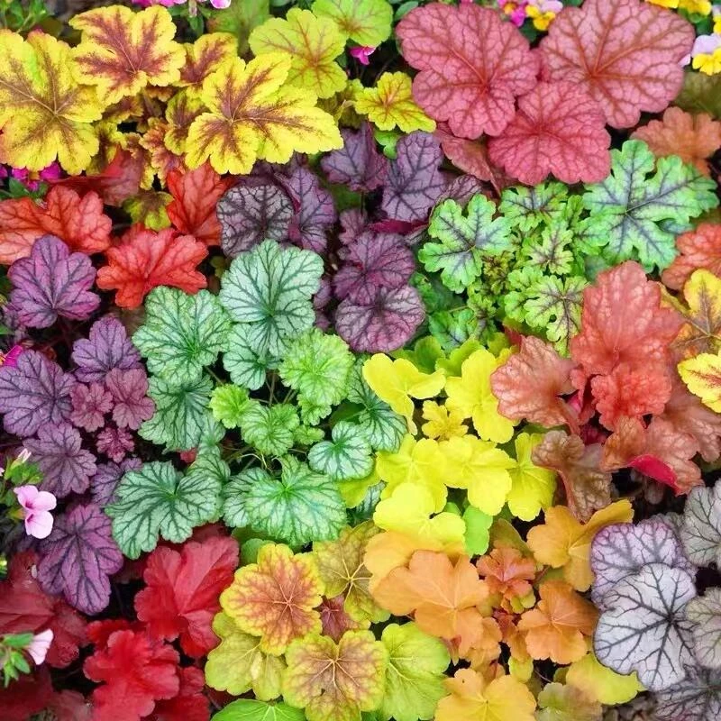 热销矾根绿植盆栽绿化花卉苗四季观叶组合多色庭院花园耐阴耐寒