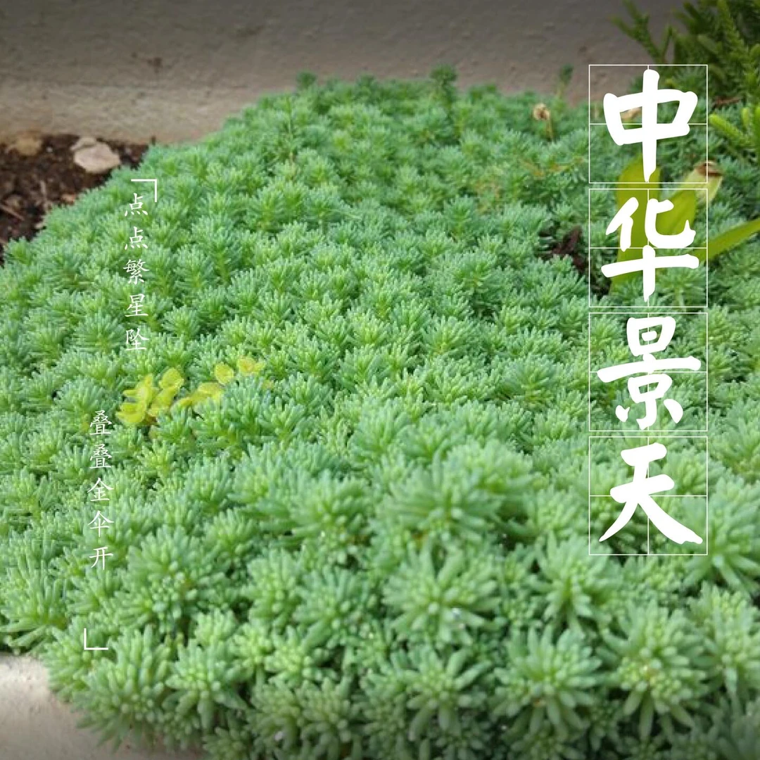 中华景天薄雪万年草庭院绿植易成活耐寒耐旱绿化花园地被植物