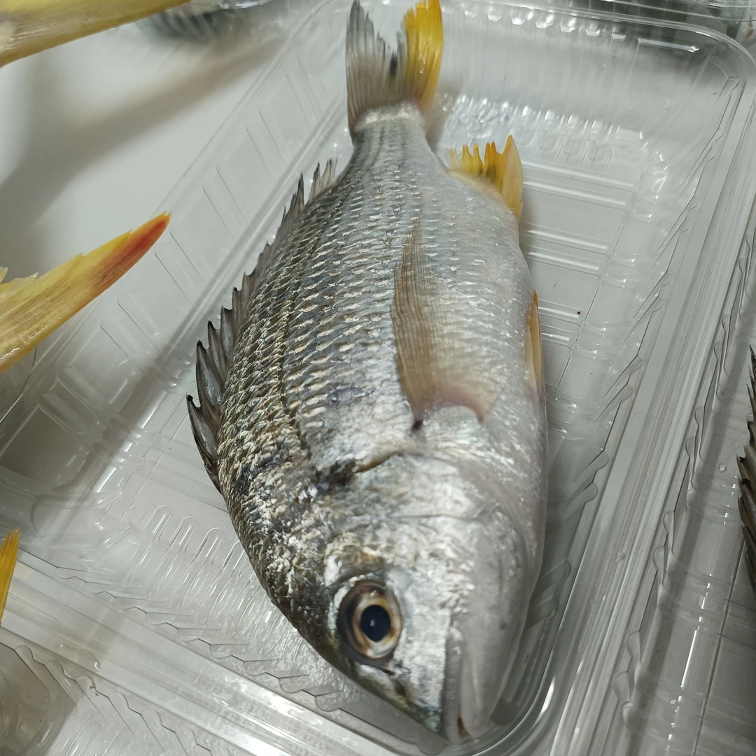 湛江品质黄脚䲞鱼159/3斤包邮盐油蒸沙窝焗鱼汤