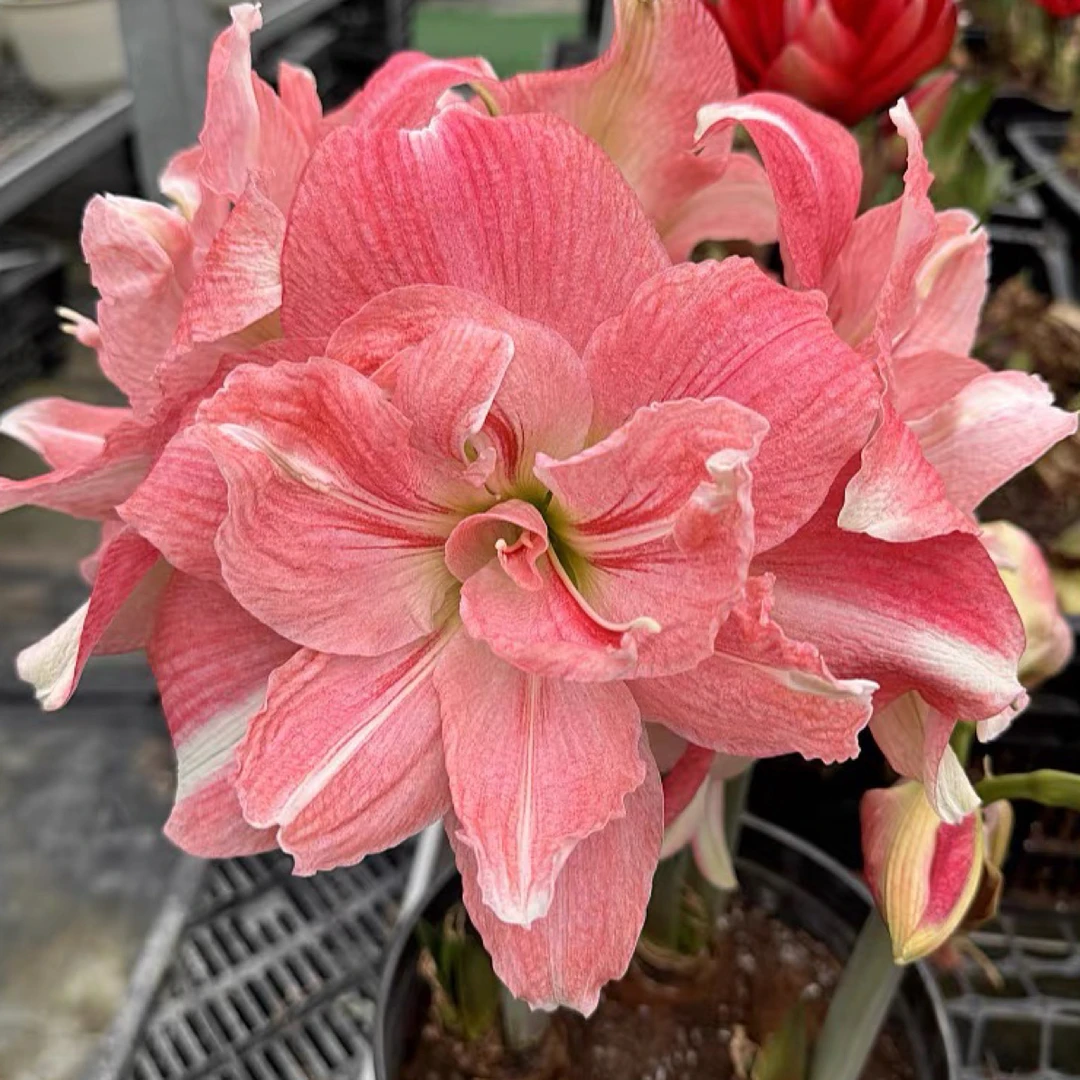 【玫瑰花样】基地繁殖自然球朱顶红大花好养裸球对版粉色大花