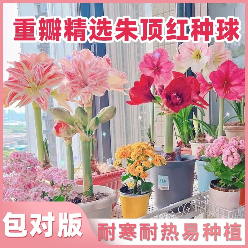 朱顶红种球4-5厘米左右 送肥料