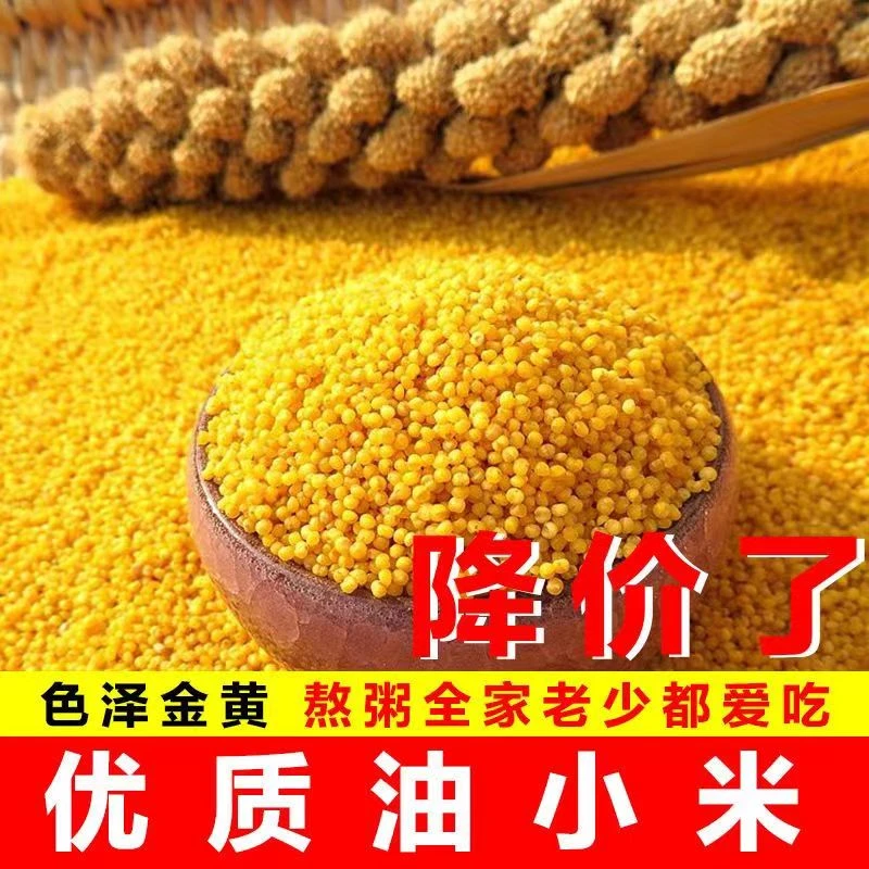 收割新米～到手5斤·陕北米脂油小米