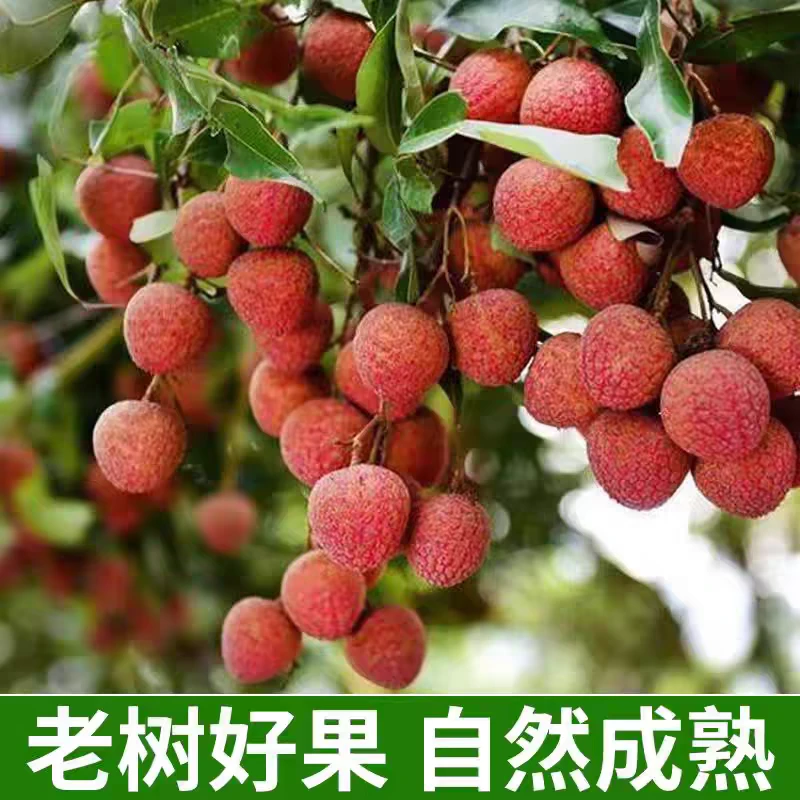 惠来荔枝正宗老树桂味糯米糍乌叶荔枝肉厚脆甜果园直采现摘现发