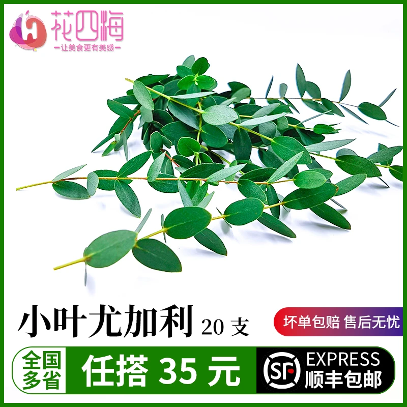新鲜小叶尤加利  酒店西餐花草摆盘蛋糕烘焙冷艺装饰点缀 5g