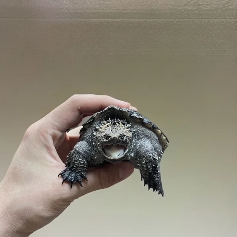 ［直播精选］爆刺纯佛鳄龟苗佛罗里达拟鳄龟活体宠物观赏小乌龟鳄龟