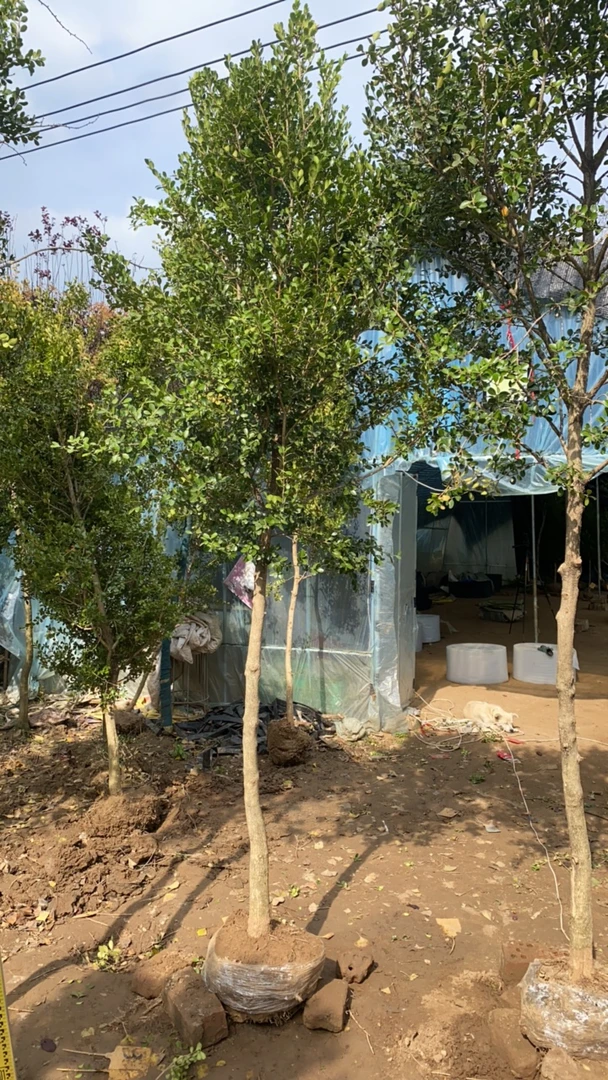 大冠幅沙巴品种庭院盆景部分开花带布袋