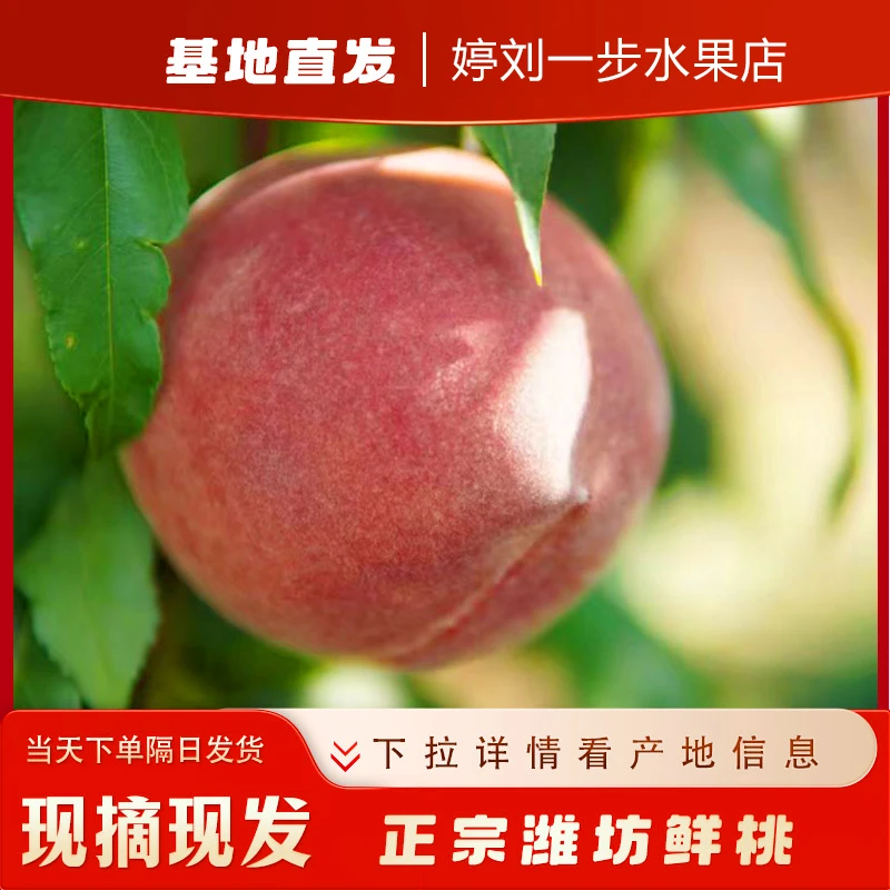 山东青州蜜桃冬雪蜜桃新鲜时令水果特产现摘现发整箱脆桃桃味十足