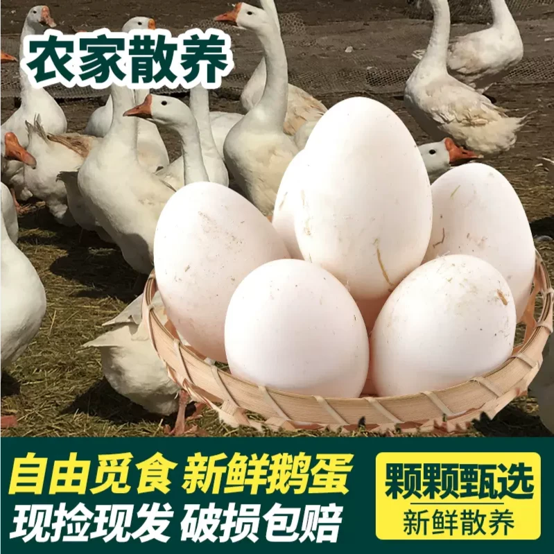 《梓毅农副产品》正宗农家散养新鲜生鹅蛋