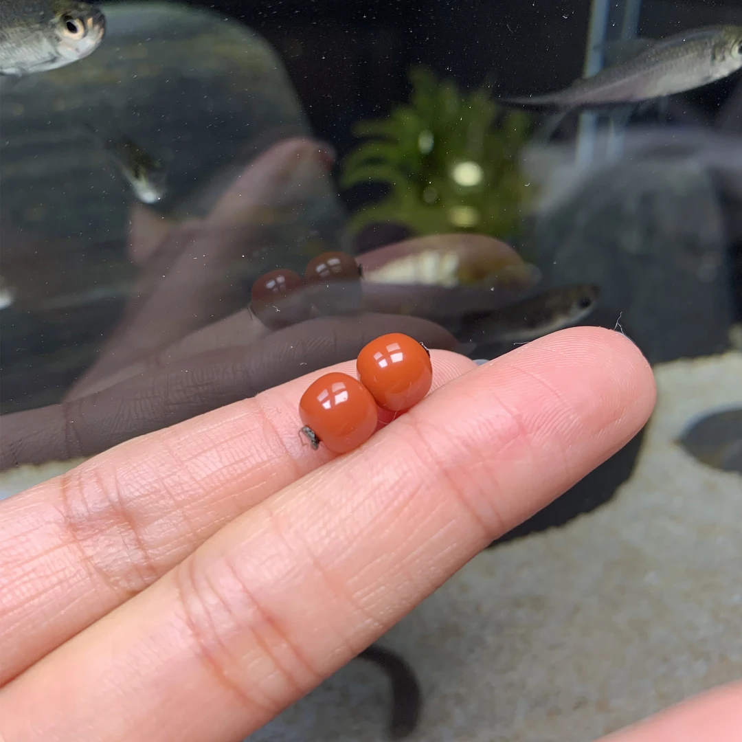 【旷野珠宝】7小mm 川料南红老型对珠配珠柿子红满色满肉无优化   1