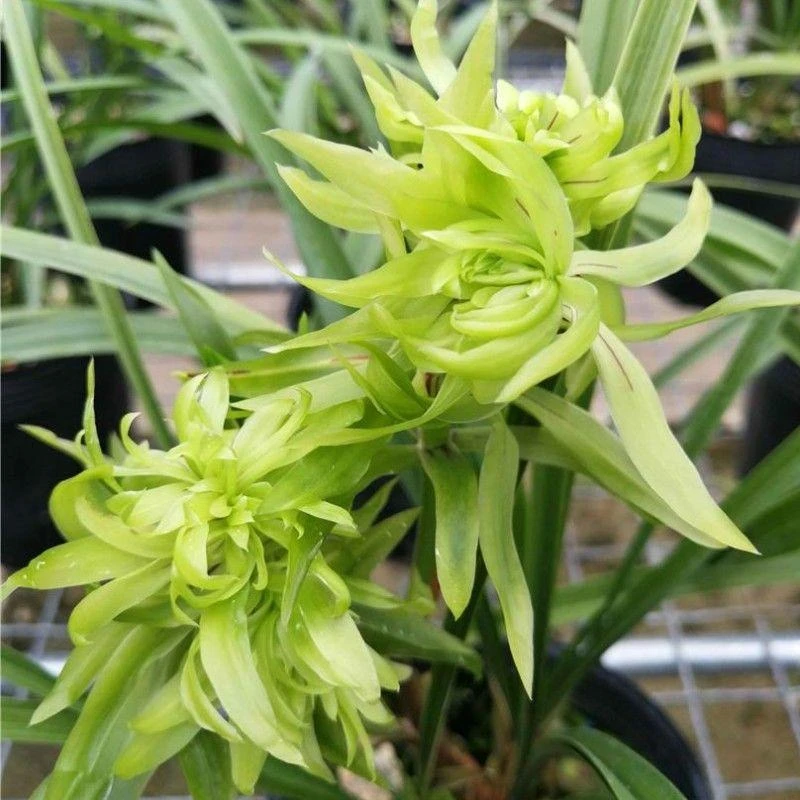 春兰奇花 花开富贵 浓香室内兰花盆栽易养花卉阳台精品名贵兰花苗