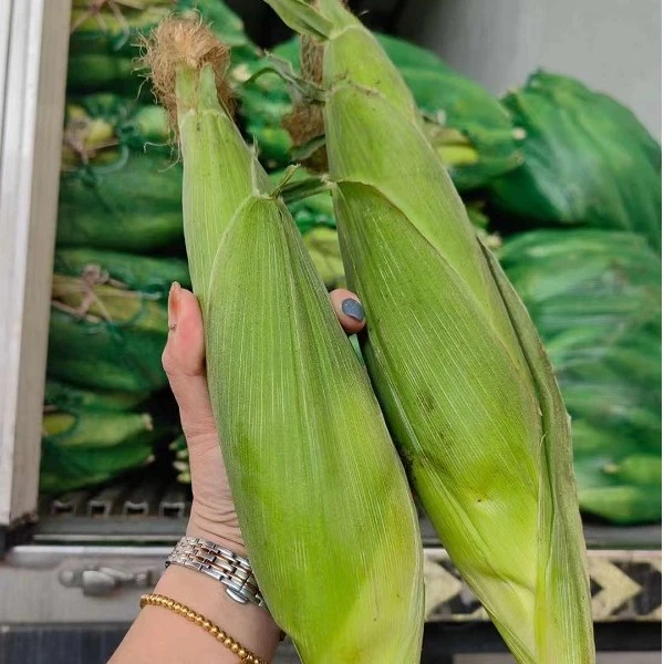 【七色果精选、坏果包赔】 食用海南美玉27号甜糯玉米5/10斤装