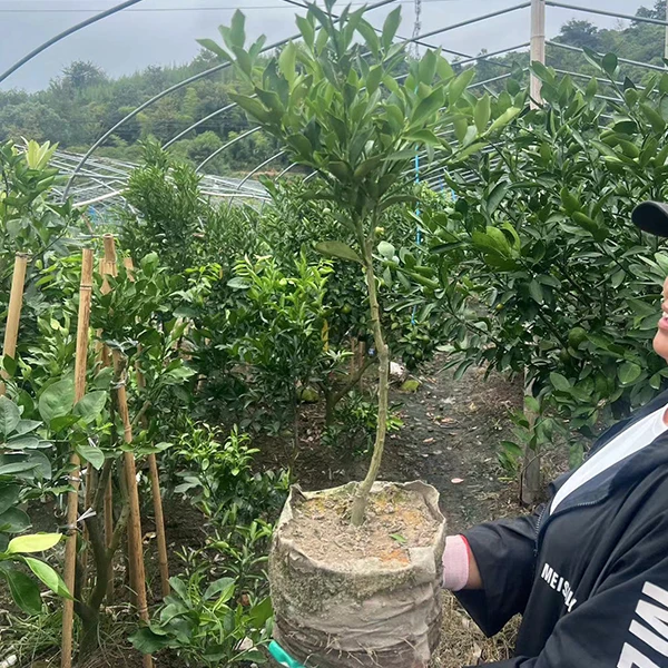 嫁接树苗 移植苗一物一拍 对应编号 带土发货 果树苗 庭院种植