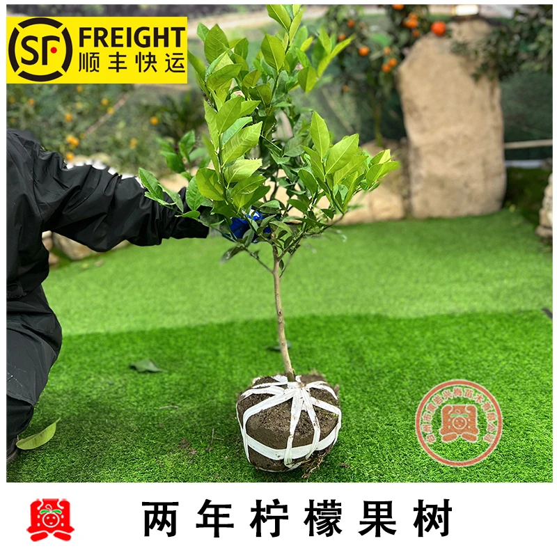 嫁接柠檬果树苗修剪带土栽种种植修剪带土栽种种植挂果发货下单