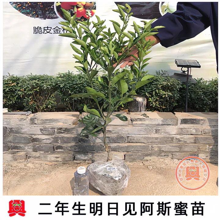 2年阿思蜜柑橘枝条下单分枝成活率修剪带土栽种种植发货中旬