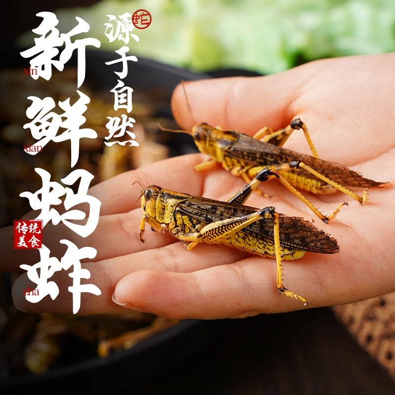 专拍三斤母蚂蚱一斤公蚂蚱共四斤