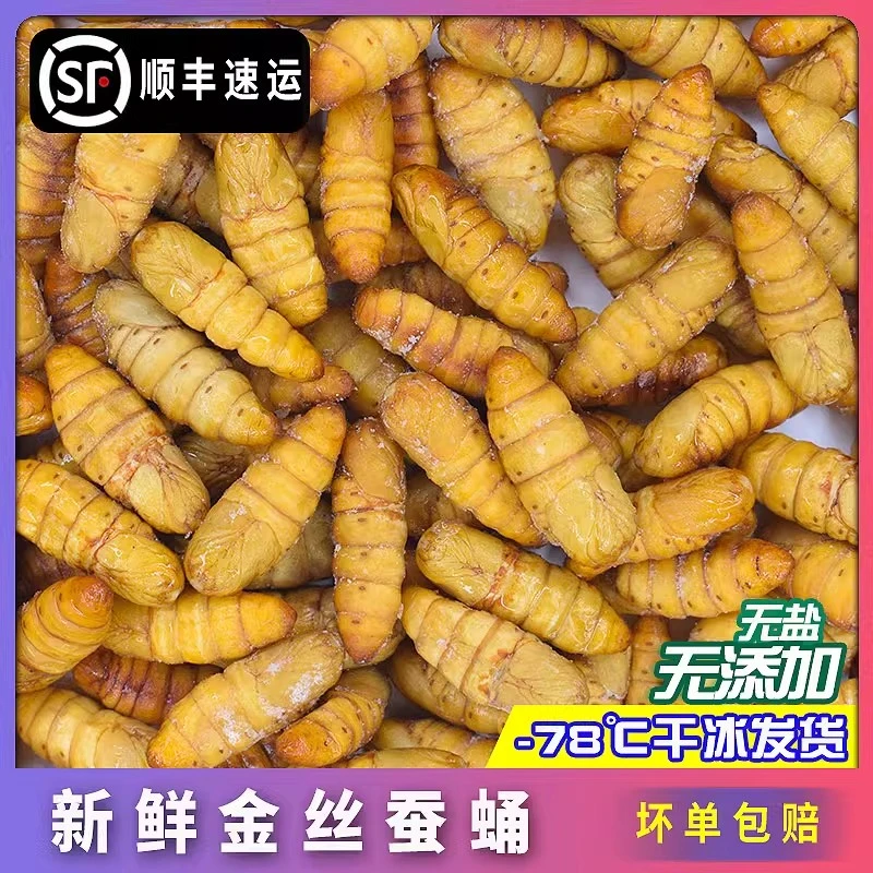 特选【金丝蚕蛹】顺丰冷链活体速冻新鲜桑蚕蛹黄金蚕蛹子小蚕蛹