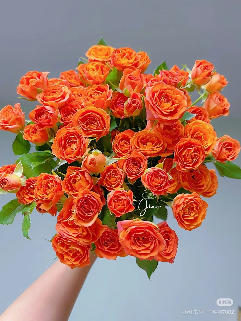 橙色芭比玫瑰 居家插花 云南鲜花 一单普通快递 两单升级冷链