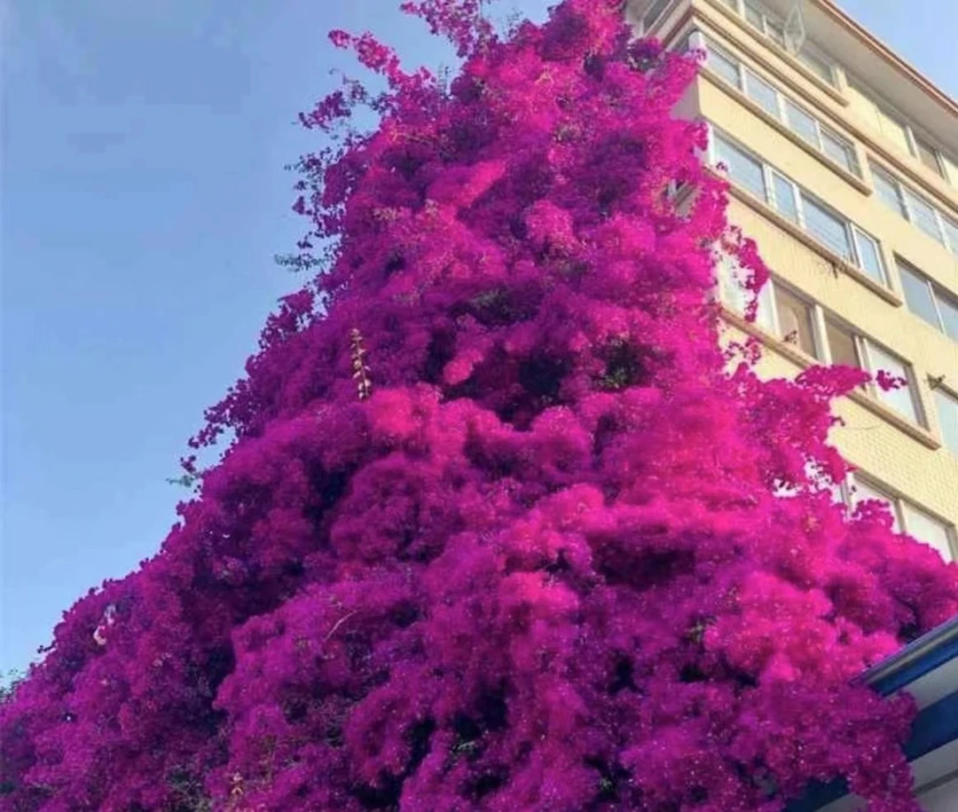 一物一拍三角梅老桩庭院阳台花盆地载（修剪发货）