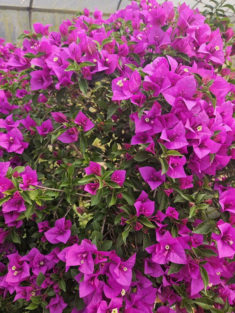 一物一拍三角梅原生桩大颗发货基地直发