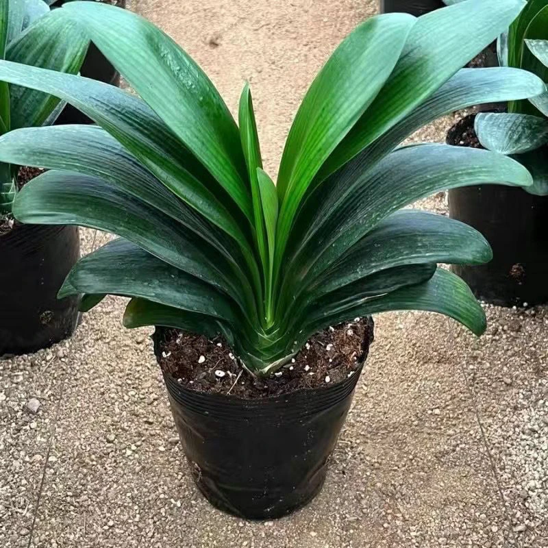 国兰大苗【18杯君子兰原盆土发货】（14-18叶单颗）室内绿植四季常青