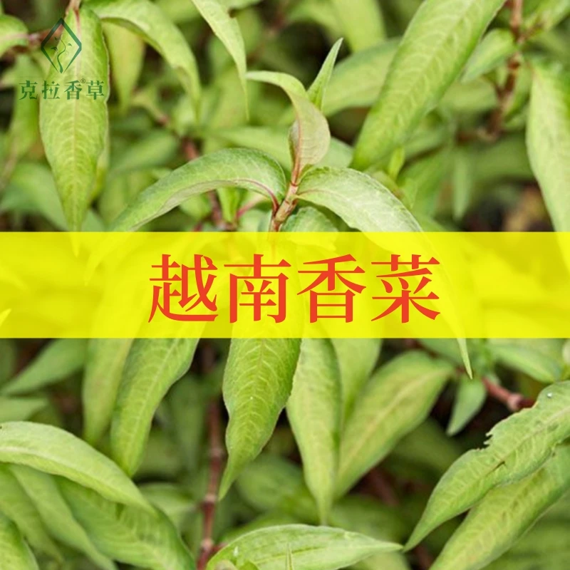 越南香菜可食用多年生香草植物盆栽克拉香草越南芫荽做香料拌沙拉