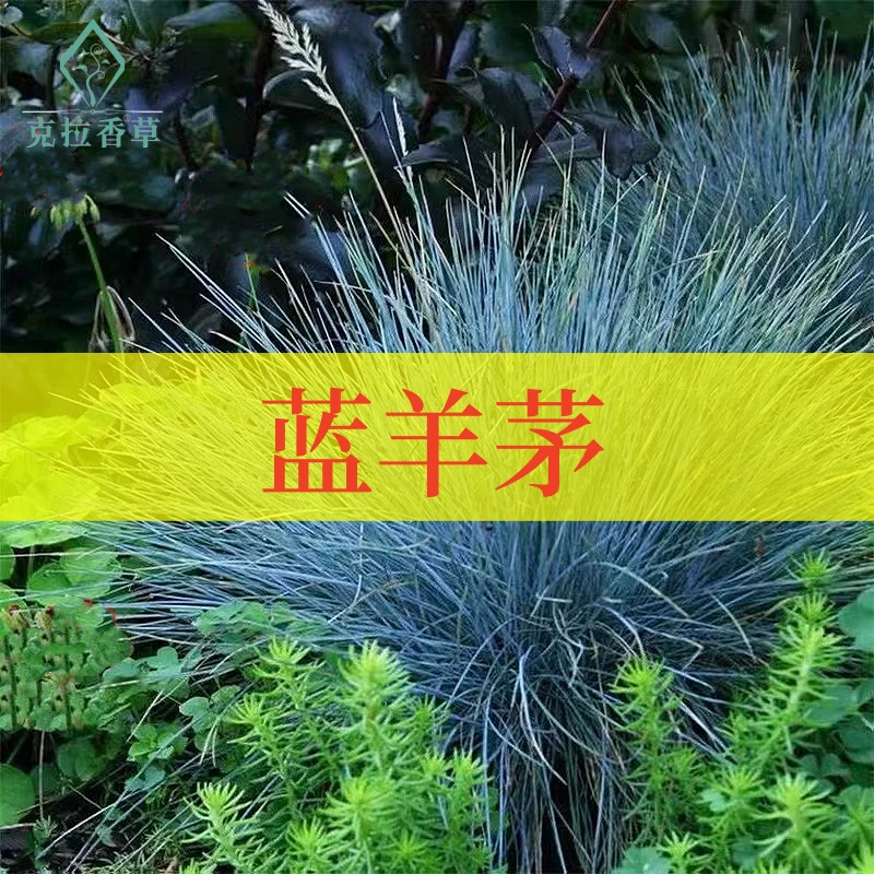 蓝羊茅不可食用多年生地被植物盆栽克拉香草花园花境耐寒观赏草