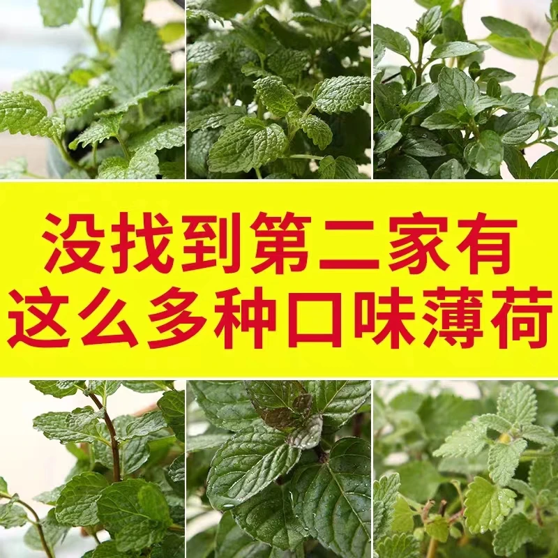 克拉香草精选多种口味经典薄荷盆栽糖果浆果奶油柠檬草莓香蜂草