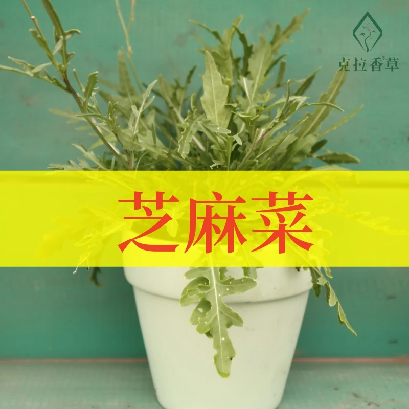意大利芝麻菜可食用一年生香草蔬菜植物盆栽克拉香草沙拉菜火箭菜