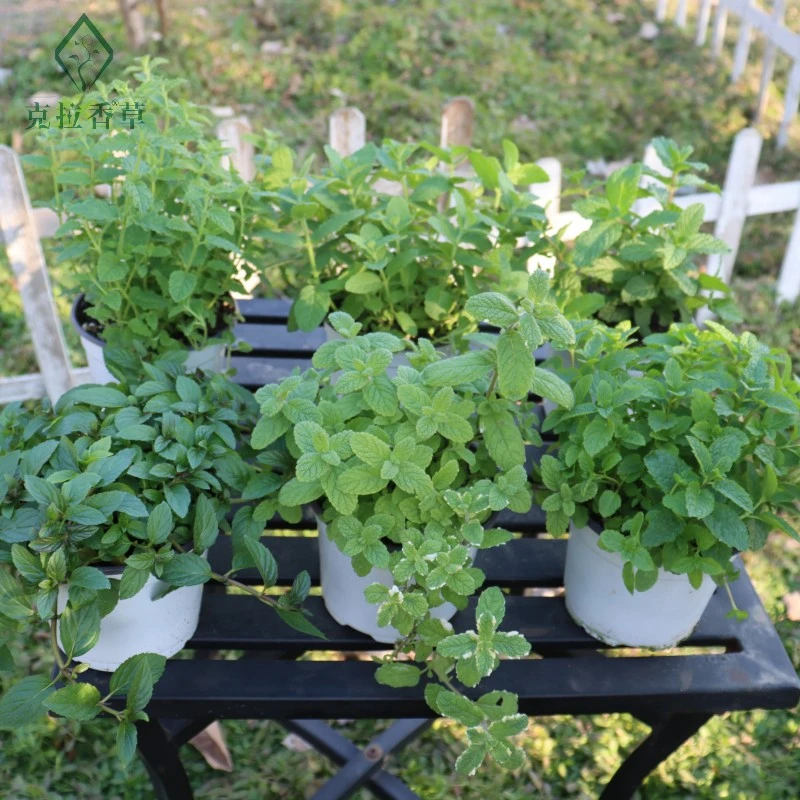 克拉香草多品种香草组合薄荷百里香迷迭香薰衣草盆栽烹饪泡水观赏