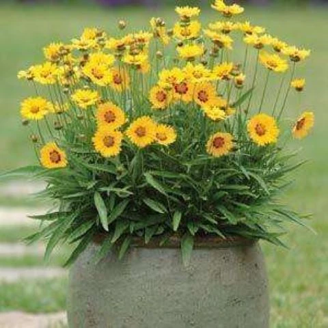 金鸡菊金钱菊单重瓣花苗可多年生花卉懒人四季发易养室内外盆栽苗