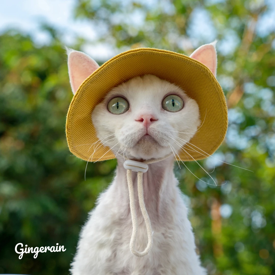 GINGERAIN无毛猫德文牛仔棉质猫咪夏季防晒太阳帽露耳朵渔夫帽