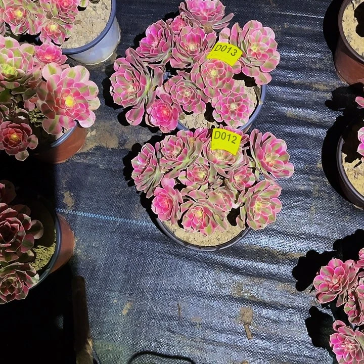 多肉植物012.013粉女巫两颗